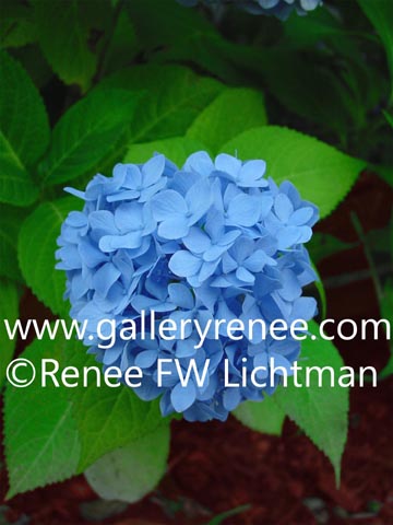 "Blue Hydrangea" Photography, Botanical and Floral Art Gallery, Garden Flower Art Gallery, Photographic Art Gallery, Fine Art for Sale from Artist Renee FW Lichtman