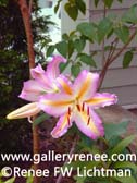 Lily and Lilac, Fine Art For Sale, Garden Flower Art Gallery, Artist Renee FW  Lichtman