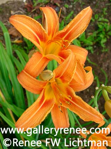 "Orange Day Lily" Photography, Botanical and Floral Art Gallery,Garden Flower Art Gallery, Photographic Art Gallery, Fine Art for Sale from Artist Renee FW Lichtman
