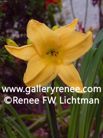 "Yellow Day Liliy" , Botanical and Floral Art Gallery, Garden Flower Art Gallery, Photographic Art Gallery, Fine Art for Sale from Artist Renee FW Lichtman