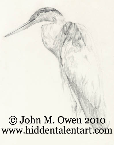 "Blue Heron" Animal Art Gallery, Graphite Pencil Drawing from Artist John Owen