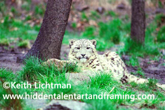 Snow Leopard Cub - Animal Art for Sale