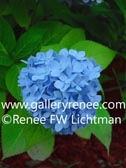 Blue Hydrangea - Botanical Art