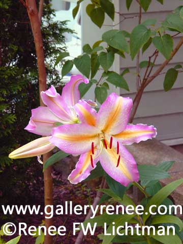 Lily and Lilac, Botanical Art, Limited Edition Art Print for Sale