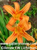 Orange Day Lily - Botanical Art