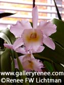 Pink Cattleya In Sunlight - Botanical Art