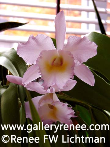 Pink Cattleya In Sunlight, Botanical Art,  Limited Edition Art Print for Sale