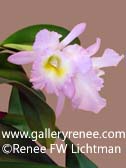 Pink Cattleya Photo One - Botanical Art
