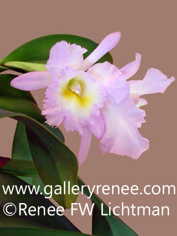 Pink Cattleya Photo One, Botanical Art, Limited Edition Art Print for Sale 