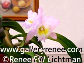 Pink Cattleya Photo Two - Botanical Art