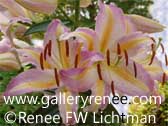 Pink Summer Lily - Botanical Art