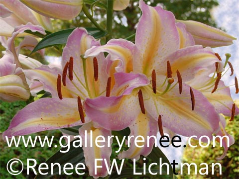 Pink Summer Lily, Botanical Art,  Limited Edition Art Print for Sale