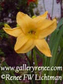 Yellow Day Lily - Botanical Art