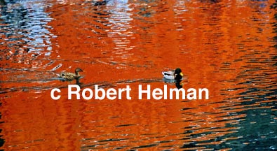 "Ducks" Photgraphic Art for Sale, Robert Helman