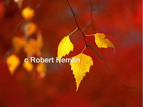 "Golden Leaves on Red" Botanical Art Gallery, Photgraphic Art from Robert Helman
