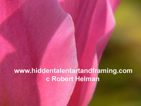 "Tulip Abstract Tulip" Botanical Art Gallery, Photographic art from Robert Helman