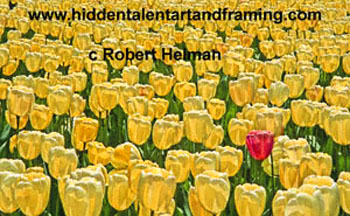 "Tulip Tulip Be Yourself" Botanical Art Gallery, Photography from Robert Helman