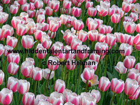 "Tulip Candy Stripe" Botanical Art Gallery, Photography from Robert Helman