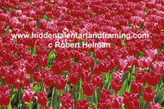 "Tulip Field Of Red" Botanical Art Gallery, Photography from Robert Helman