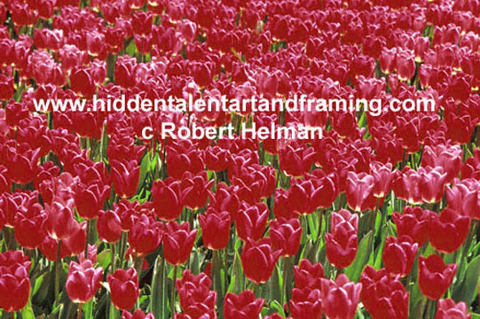 "Tulip Field Of Red" Botanical Art Gallery, Photographic art from Robert Helman