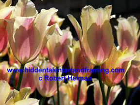 "Tulip Heavy Petal" Botanical Art Gallery, Photography from Robert Helman
