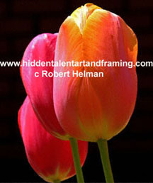 "Tulip Three Graces" Botanical Art Gallery, Photography from Robert Helman
