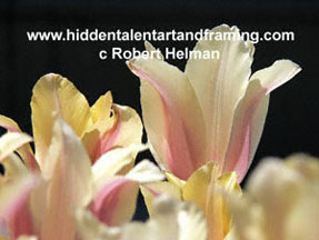 "TulipTulip Pop" Botanical Art Gallery, Photography from Robert Helman