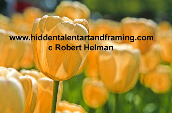 "Tulip Yellow Backlight" Botanical Art Gallery, Photographic art from Robert Helman