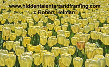 "Tulip Yellow Beauty" Botanical Art Gallery, Photography from Robert Helman