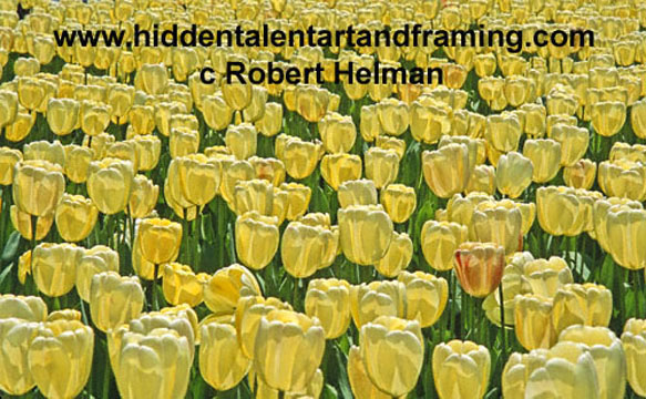 "Tulip Yellow Beauty" Botanical Art Gallery, Photographic art from Robert Helman