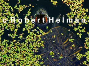 "Turtle in the Pond" Photgraphic Art for Sale, Robert Helman