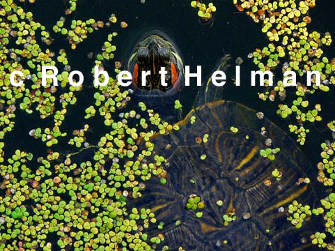 "Turtle Pond" Animal Art Photo by Robert Helman